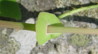 Saucer-shaped leaves at nodes
