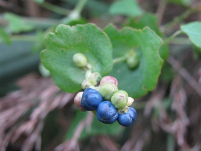 Saucer-shaped leaves at nodes and fruit
