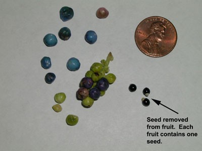 MAM fruits next to penny, with seeds removed from fruit. Each fruit contains one seed