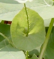 Saucer-shaped leaves at nodes